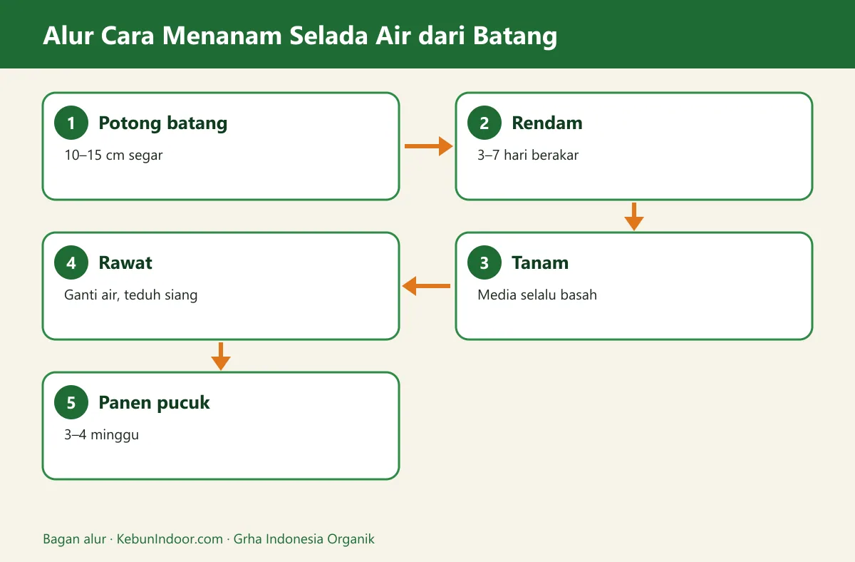 Bagan alur cara menanam selada air