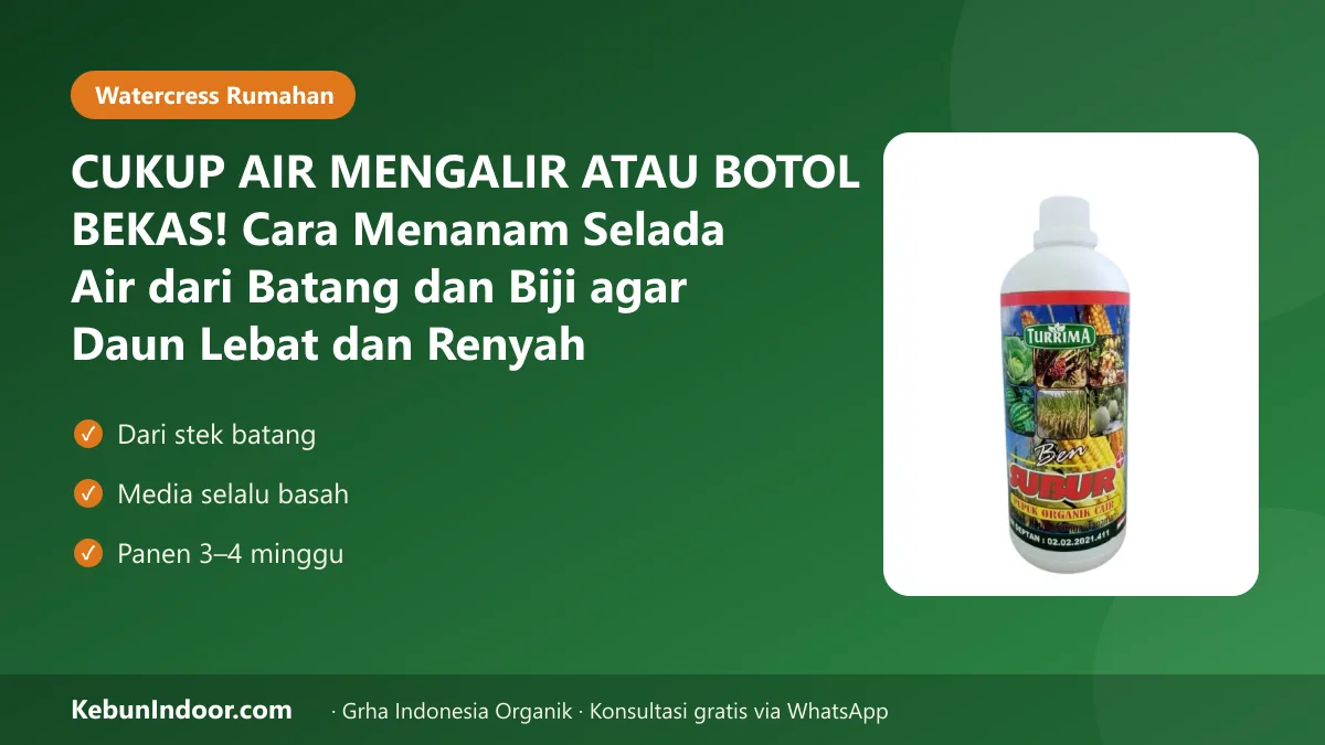 CUKUP AIR MENGALIR ATAU BOTOL BEKAS! Cara Menanam Selada Air dari Batang dan Biji agar Daun Lebat dan Renyah