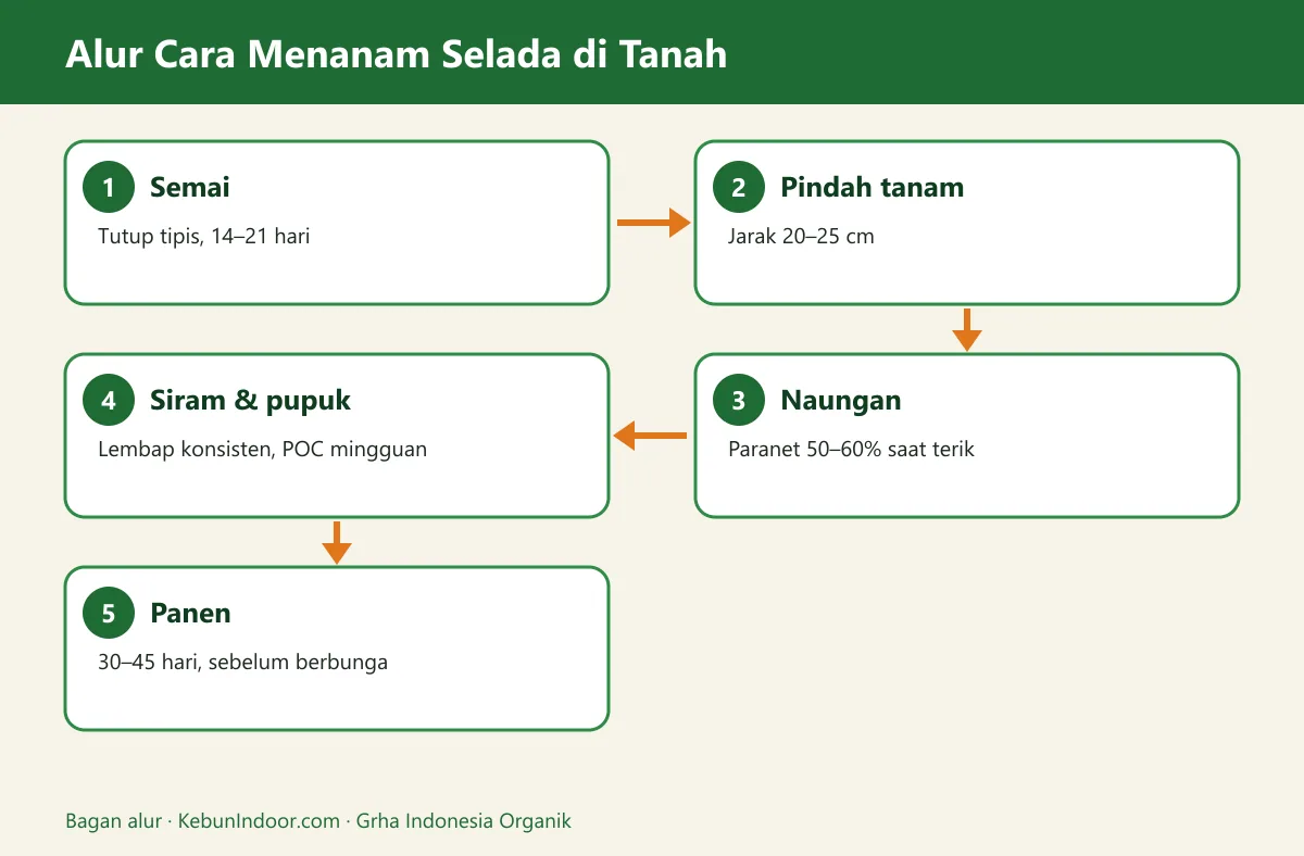Bagan alur cara menanam selada