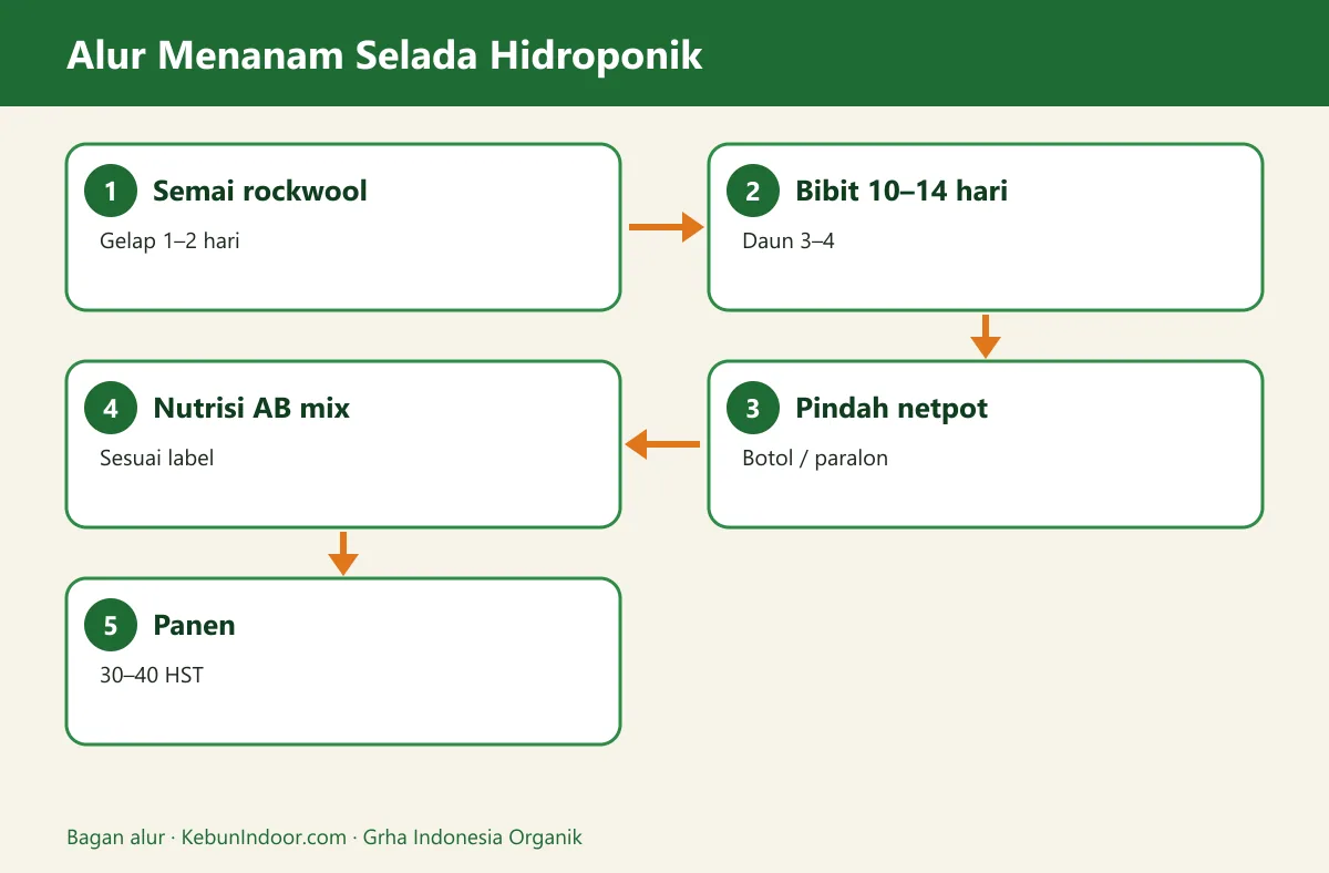 Bagan alur cara menanam selada hidroponik