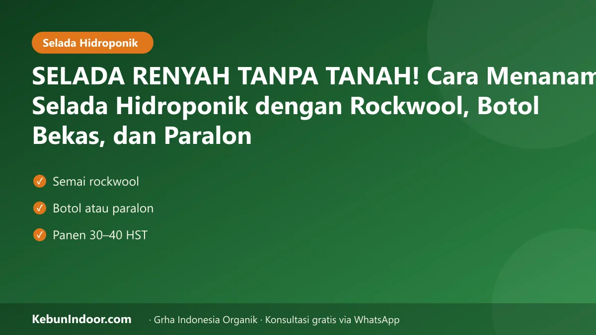 Cara menanam selada hidroponik