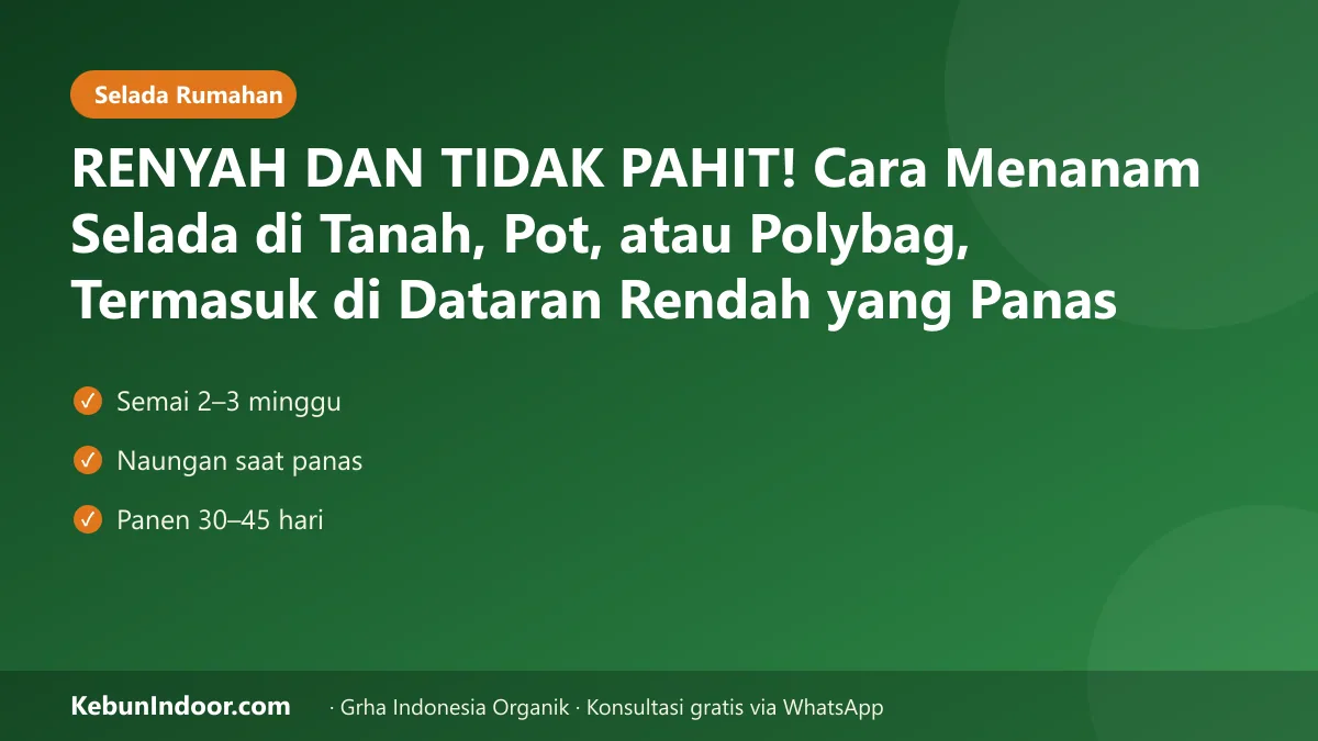 Cara menanam selada