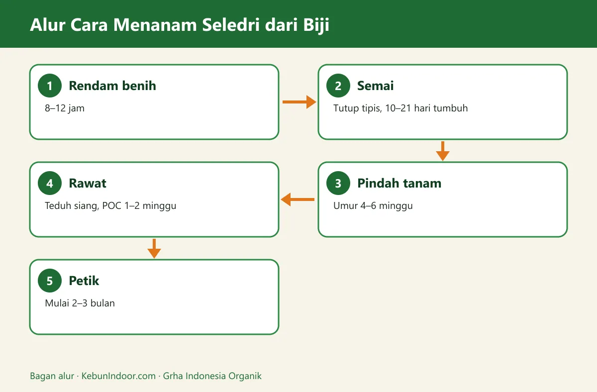 Bagan alur cara menanam seledri