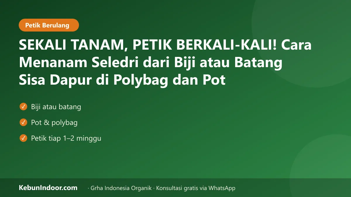 Cara menanam seledri