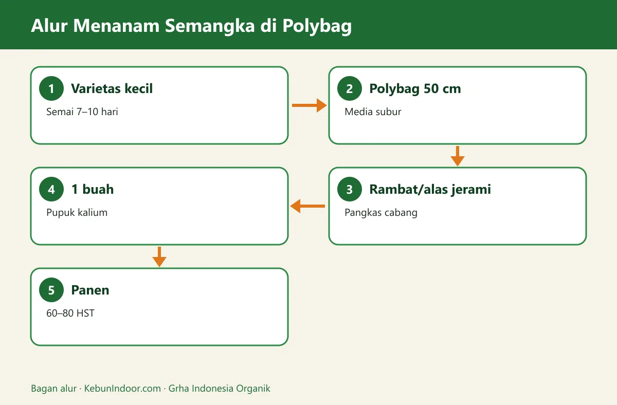 Bagan alur cara menanam semangka di polybag