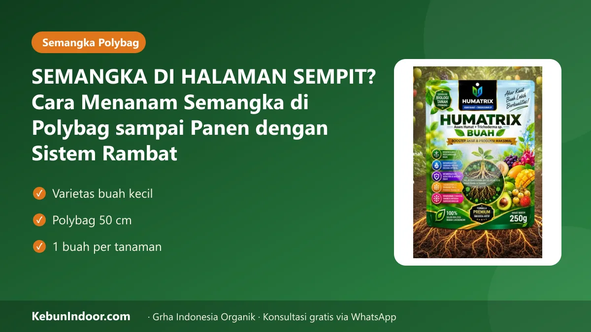 SEMANGKA DI HALAMAN SEMPIT? Cara Menanam Semangka di Polybag sampai Panen dengan Sistem Rambat