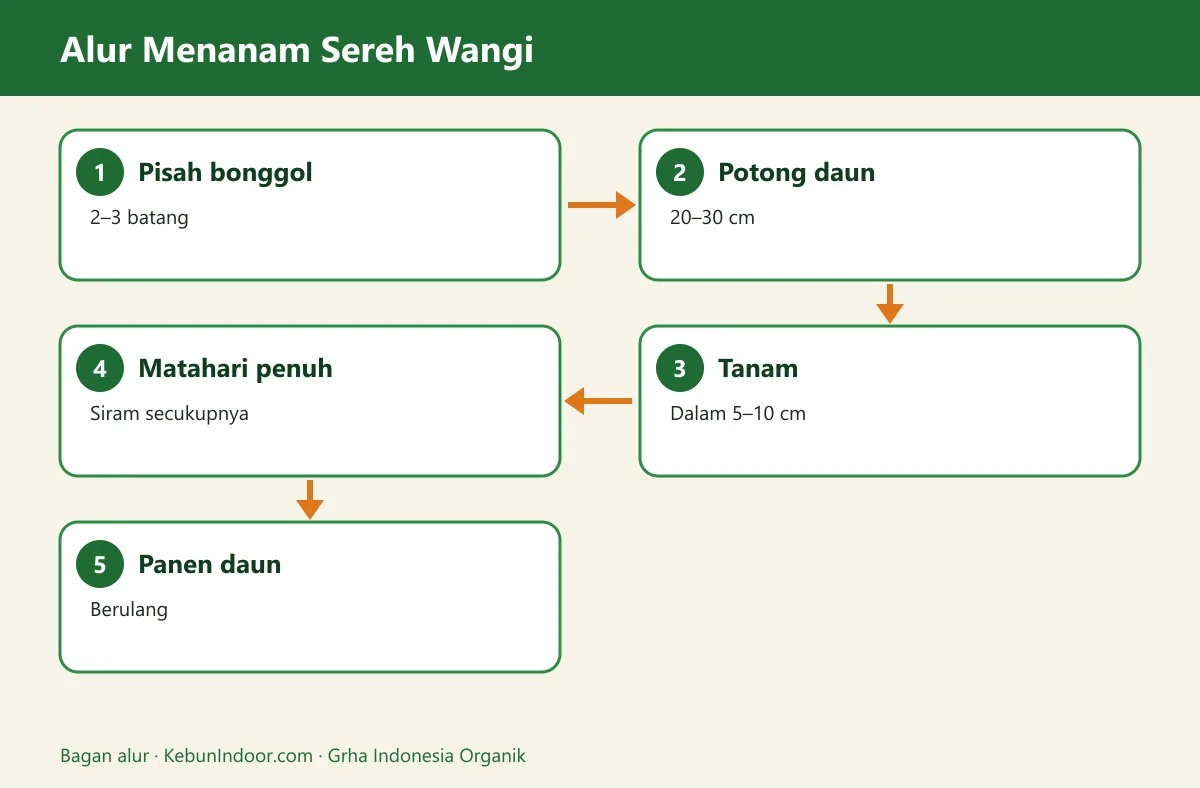 Bagan alur cara menanam sereh wangi