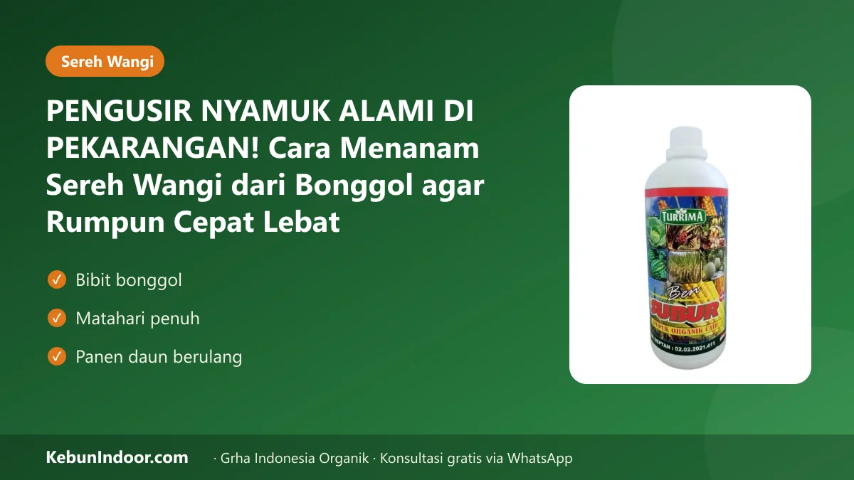 Cara menanam sereh wangi