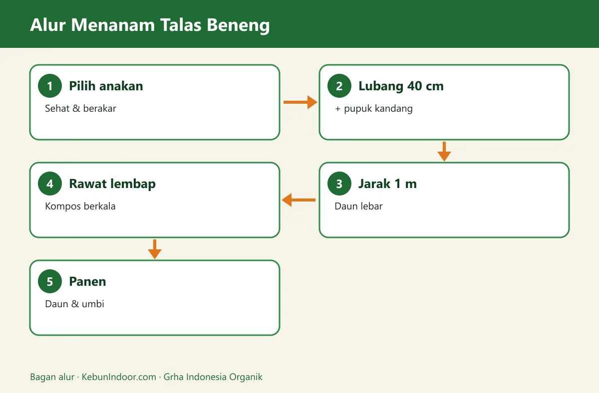 Bagan alur cara menanam talas beneng