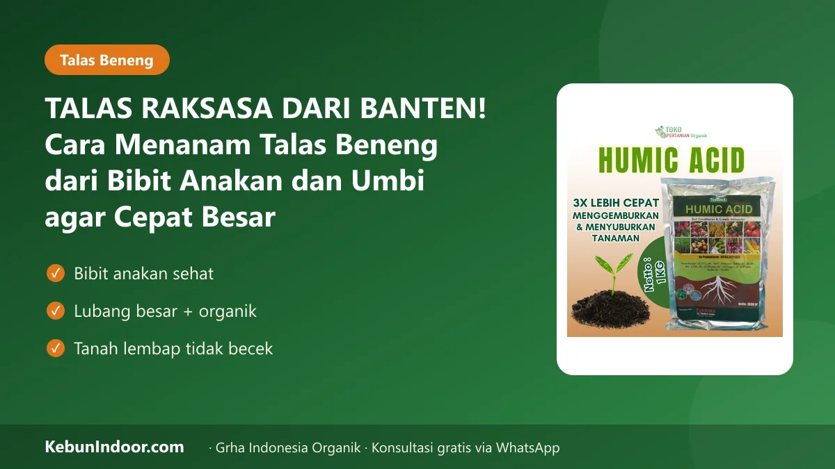 TALAS RAKSASA DARI BANTEN! Cara Menanam Talas Beneng dari Bibit Anakan dan Umbi agar Cepat Besar