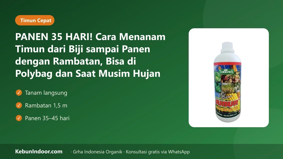 Cara menanam timun
