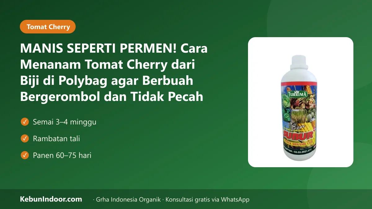MANIS SEPERTI PERMEN! Cara Menanam Tomat Cherry dari Biji di Polybag agar Berbuah Bergerombol dan Tidak Pecah