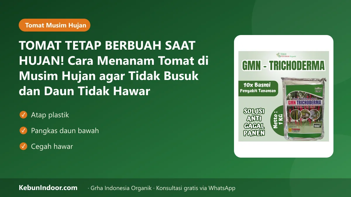 Cara menanam tomat di musim hujan
