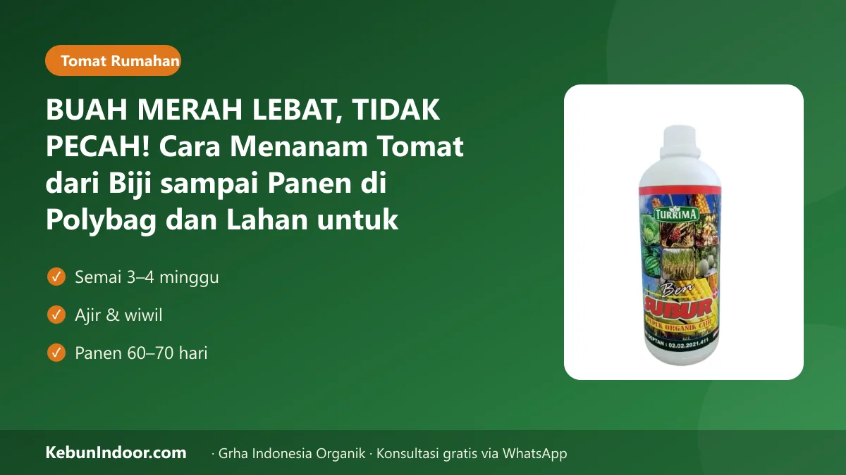 Cara menanam tomat