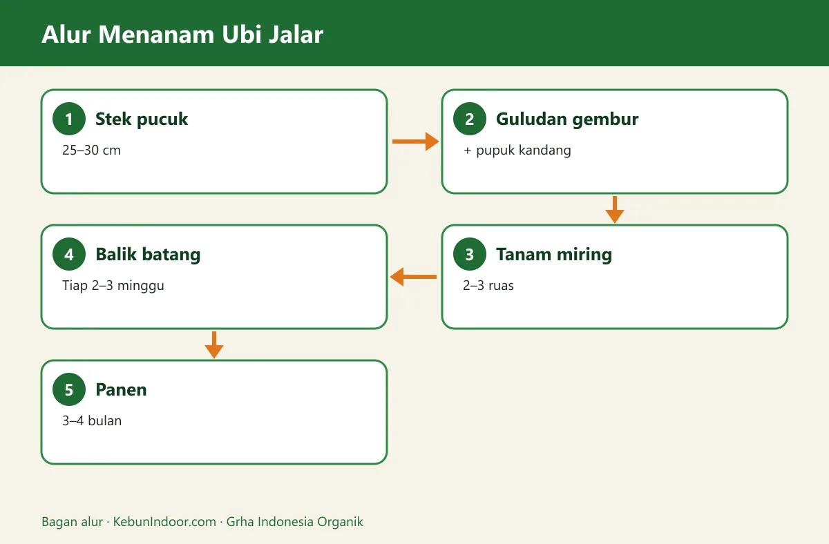 Bagan alur cara menanam ubi jalar agar umbinya besar