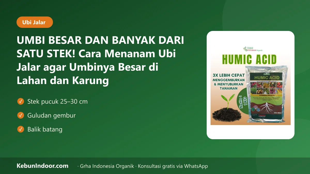 Cara menanam ubi jalar agar umbinya besar