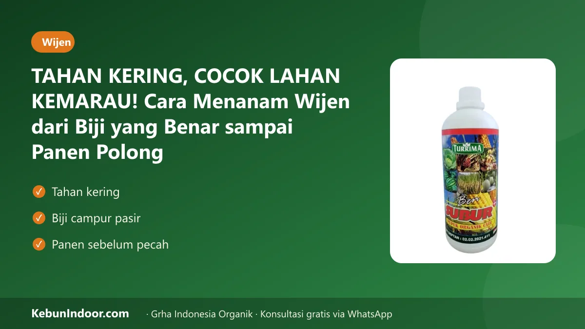 Cara menanam wijen