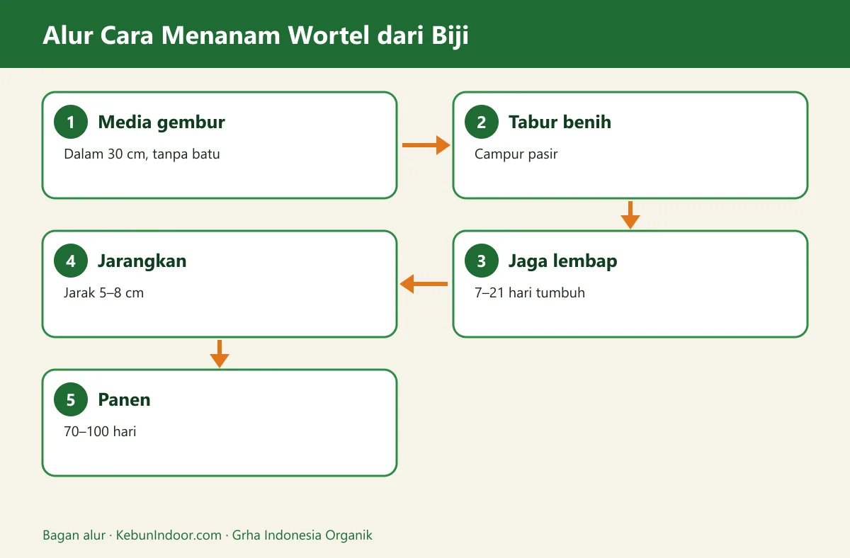Bagan alur cara menanam wortel