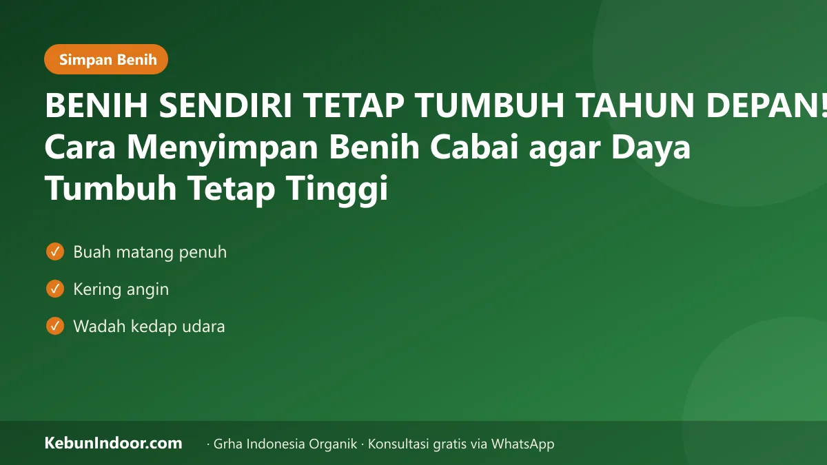 BENIH SENDIRI TETAP TUMBUH TAHUN DEPAN! Cara Menyimpan Benih Cabai agar Daya Tumbuh Tetap Tinggi