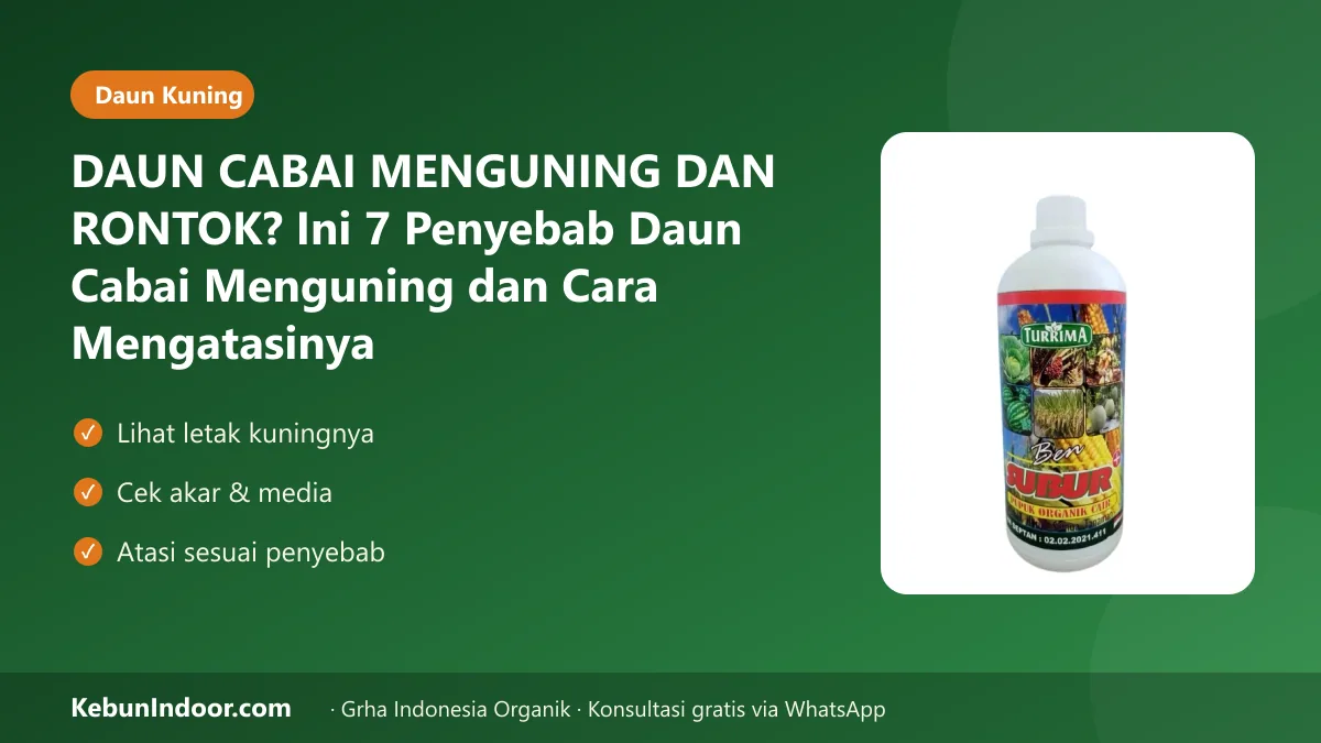 Daun cabai menguning