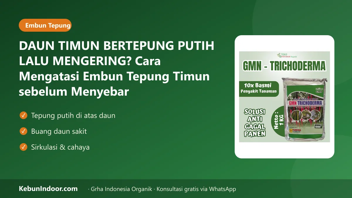 Embun tepung timun
