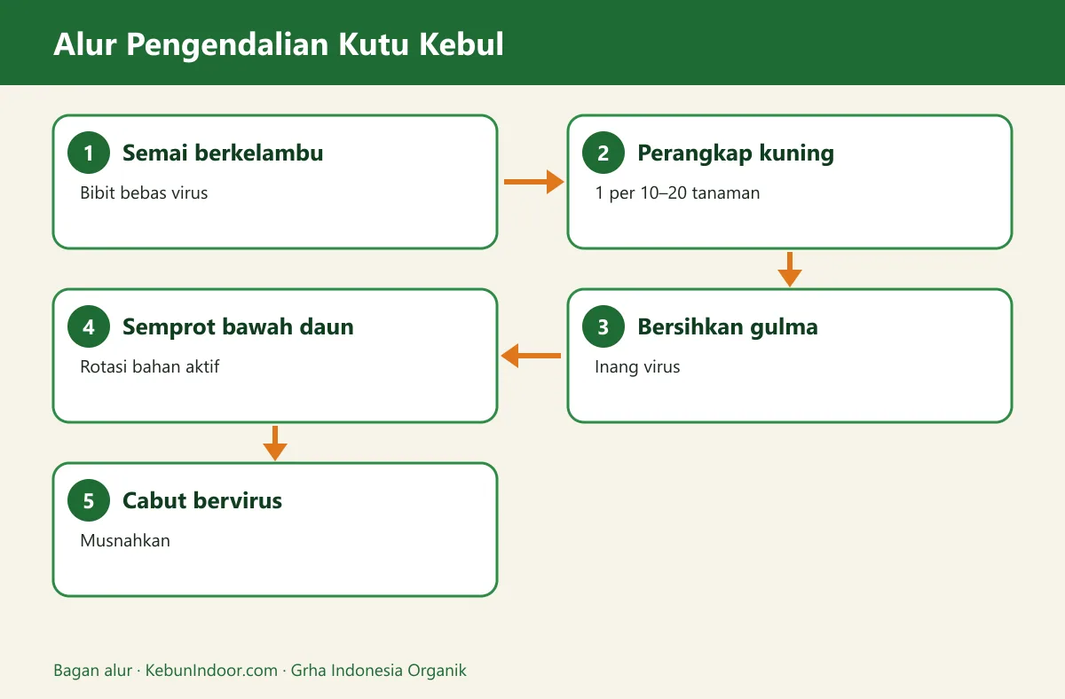 Bagan alur hama kutu kebul cabai