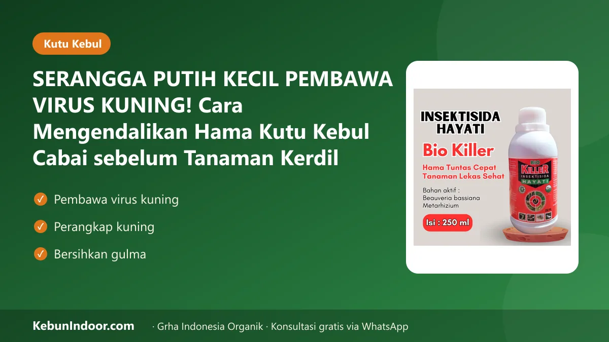 SERANGGA PUTIH KECIL PEMBAWA VIRUS KUNING! Cara Mengendalikan Hama Kutu Kebul Cabai sebelum Tanaman Kerdil