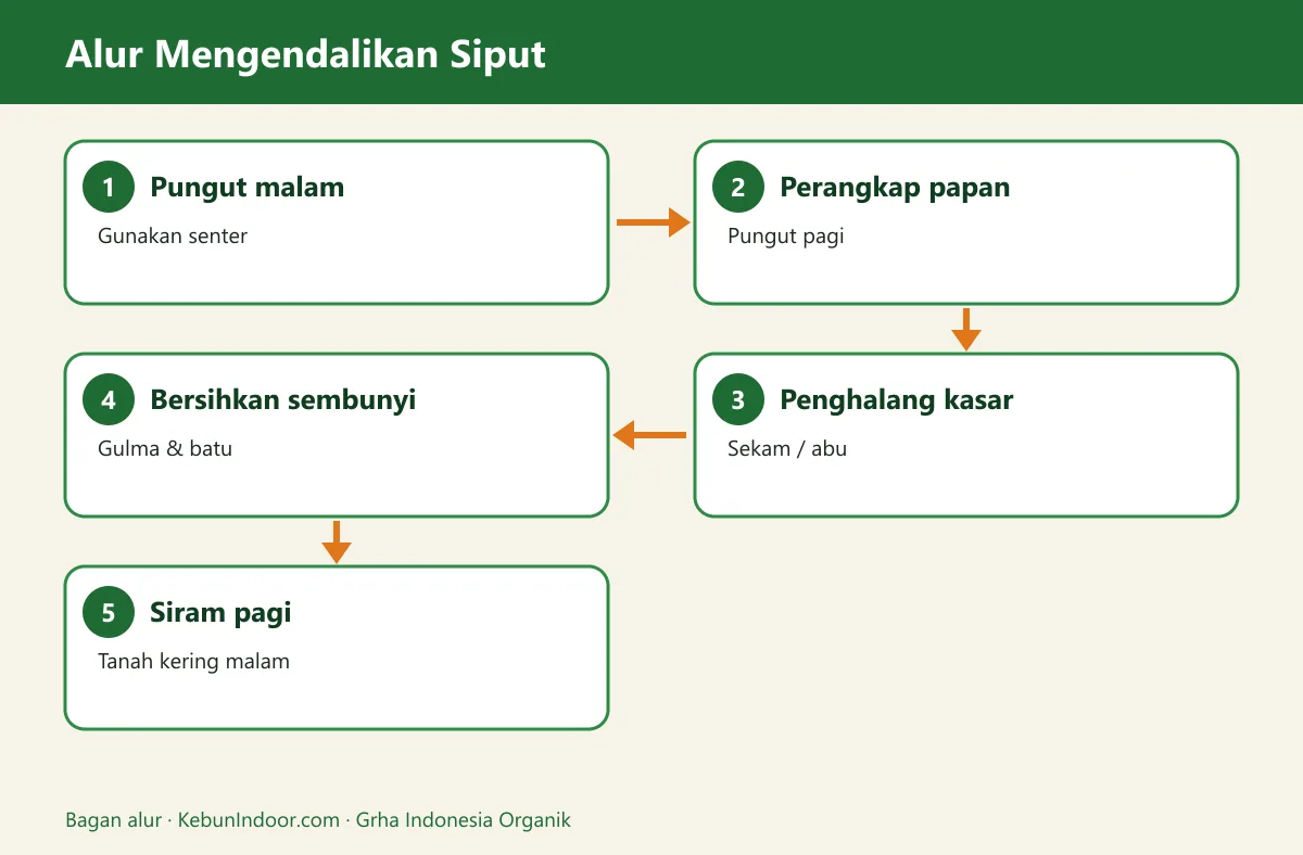 Bagan alur hama siput pada sayuran