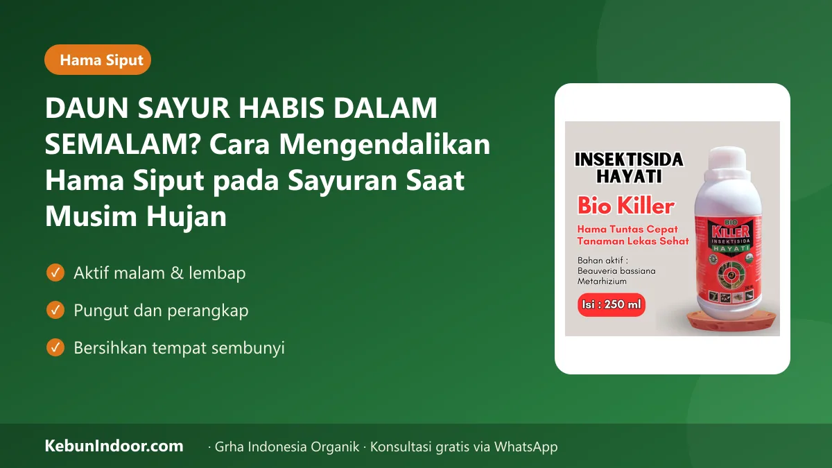 Hama siput pada sayuran