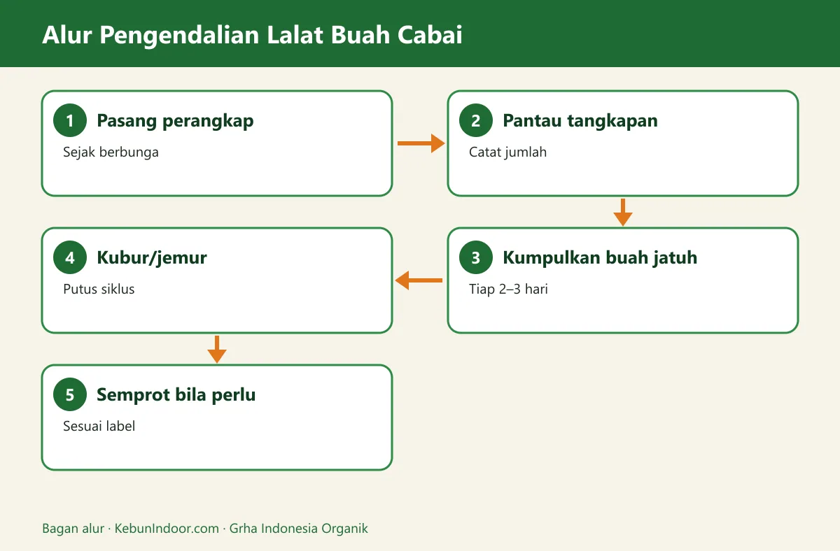 Bagan alur lalat buah cabai