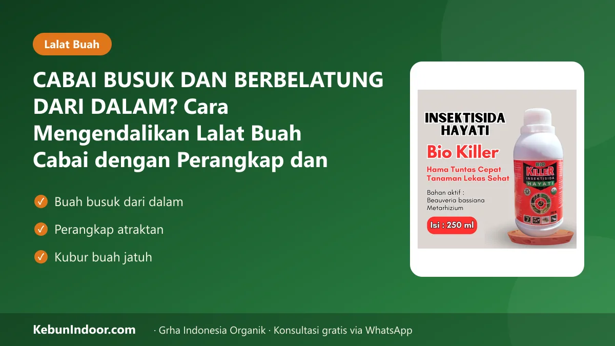 CABAI BUSUK DAN BERBELATUNG DARI DALAM? Cara Mengendalikan Lalat Buah Cabai dengan Perangkap dan Sanitasi