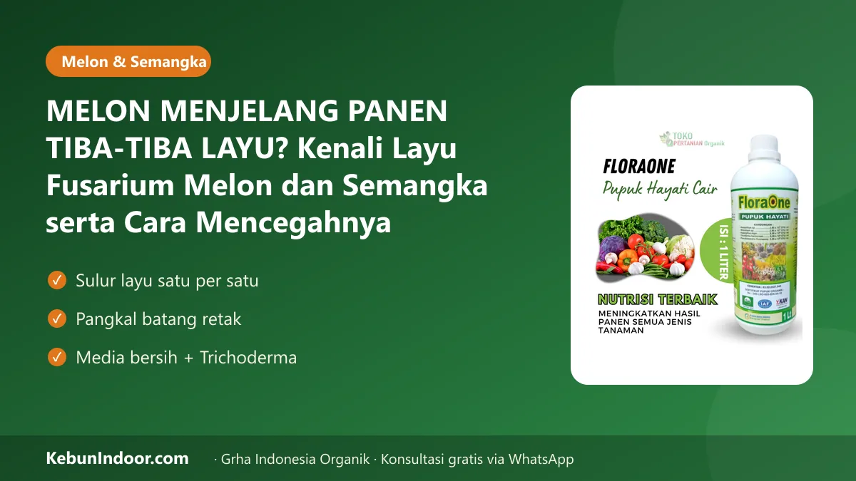 MELON MENJELANG PANEN TIBA-TIBA LAYU? Kenali Layu Fusarium Melon dan Semangka serta Cara Mencegahnya