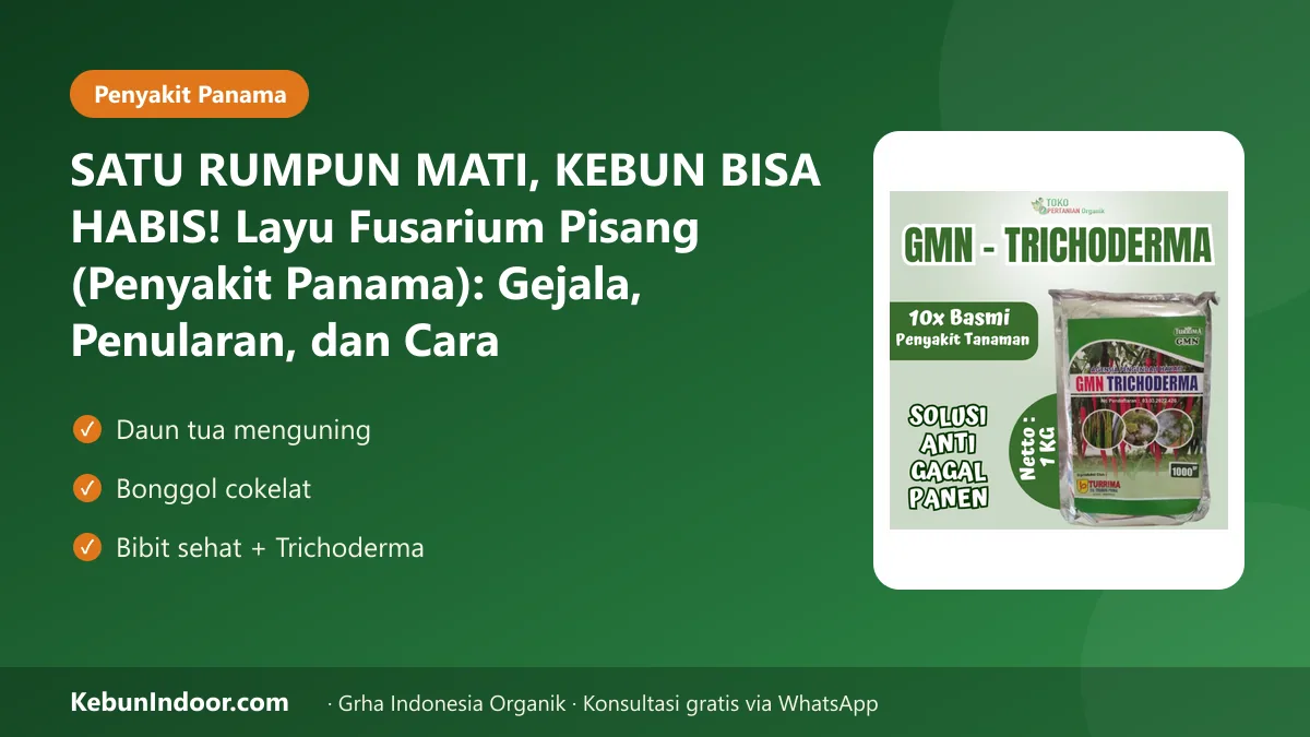 SATU RUMPUN MATI, KEBUN BISA HABIS! Layu Fusarium Pisang (Penyakit Panama): Gejala, Penularan, dan Cara Mengendalikannya