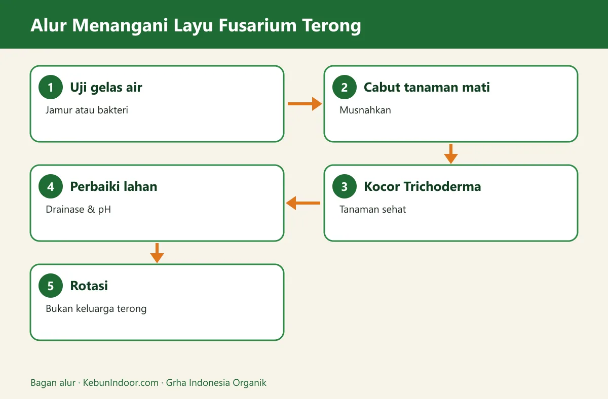 Bagan alur layu fusarium terong