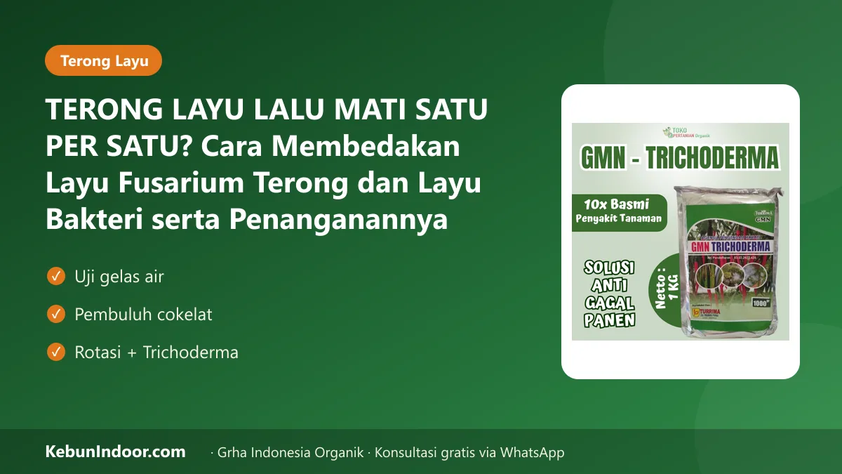 TERONG LAYU LALU MATI SATU PER SATU? Cara Membedakan Layu Fusarium Terong dan Layu Bakteri serta Penanganannya