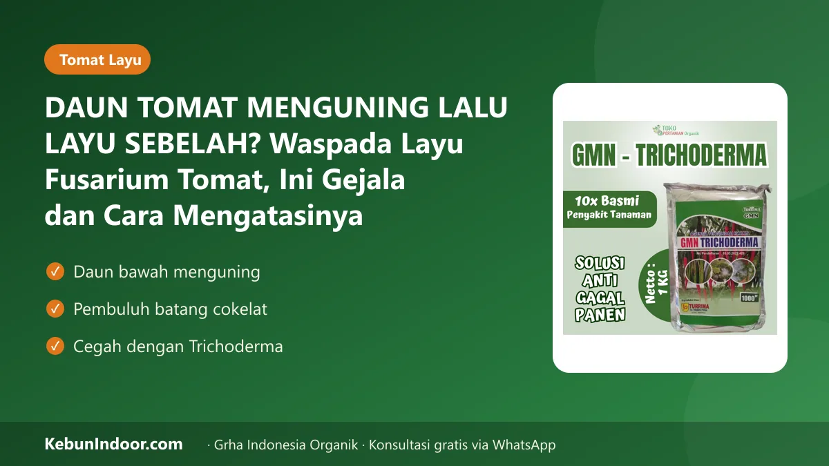 DAUN TOMAT MENGUNING LALU LAYU SEBELAH? Waspada Layu Fusarium Tomat, Ini Gejala dan Cara Mengatasinya