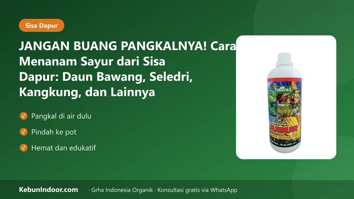 JANGAN BUANG PANGKALNYA! Cara Menanam Sayur dari Sisa Dapur: Daun Bawang, Seledri, Kangkung, dan Lainnya
