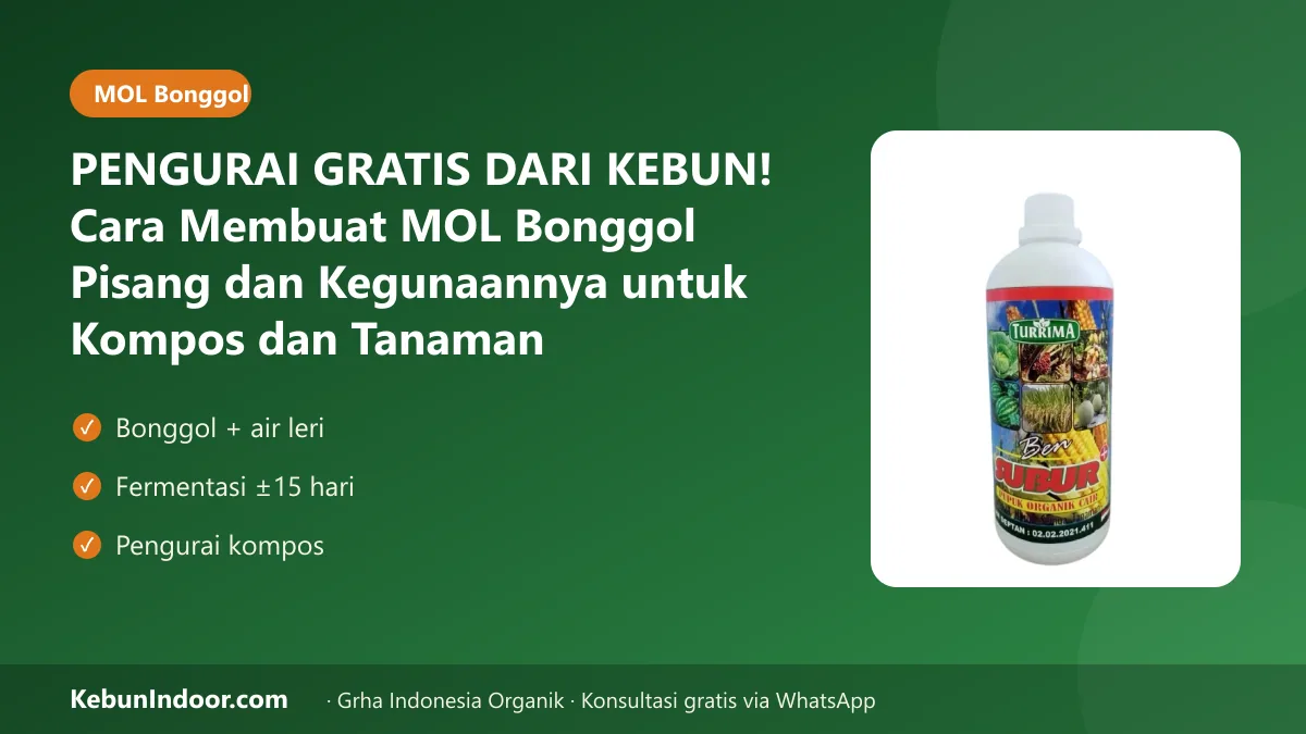 PENGURAI GRATIS DARI KEBUN! Cara Membuat MOL Bonggol Pisang dan Kegunaannya untuk Kompos dan Tanaman