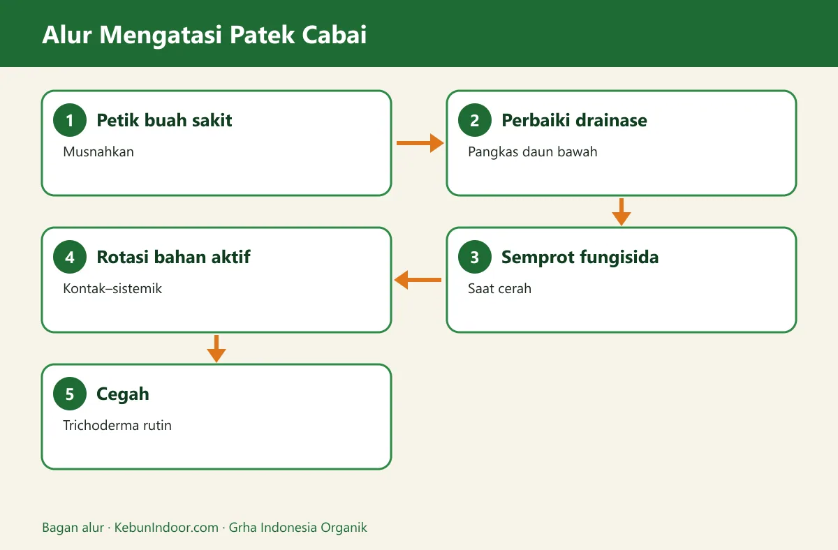 Bagan alur obat patek cabai