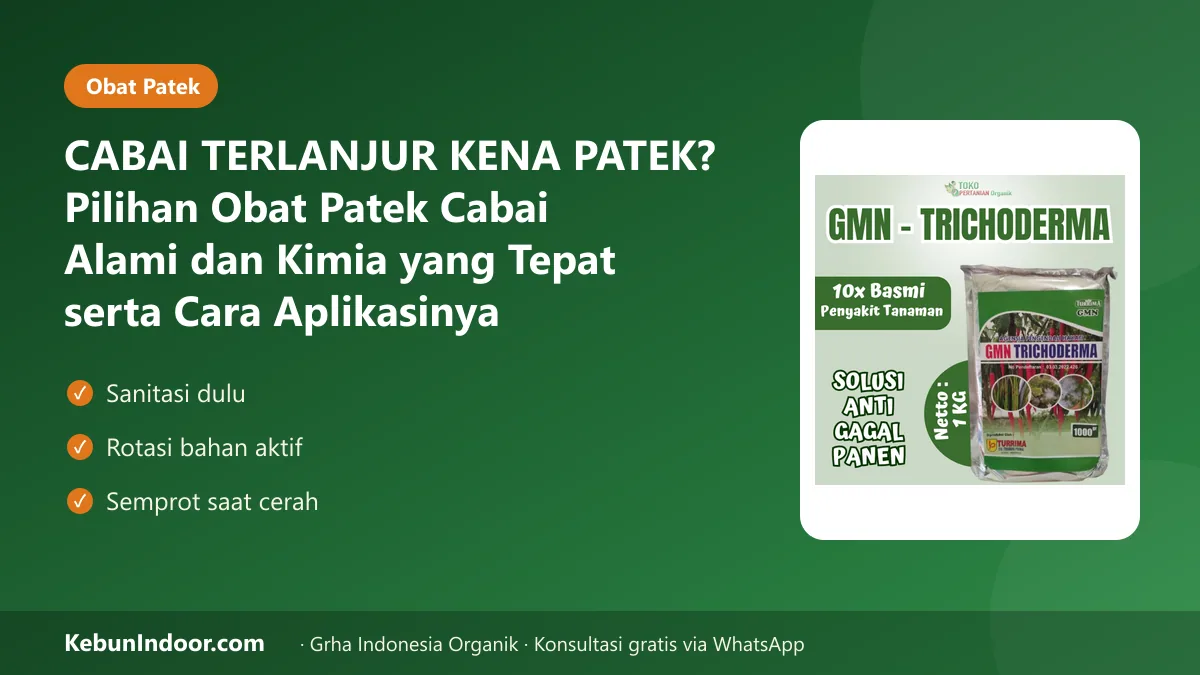 Obat patek cabai