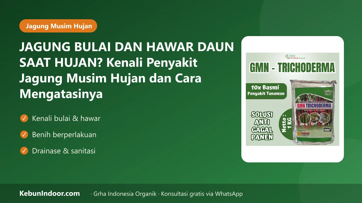 Penyakit jagung musim hujan