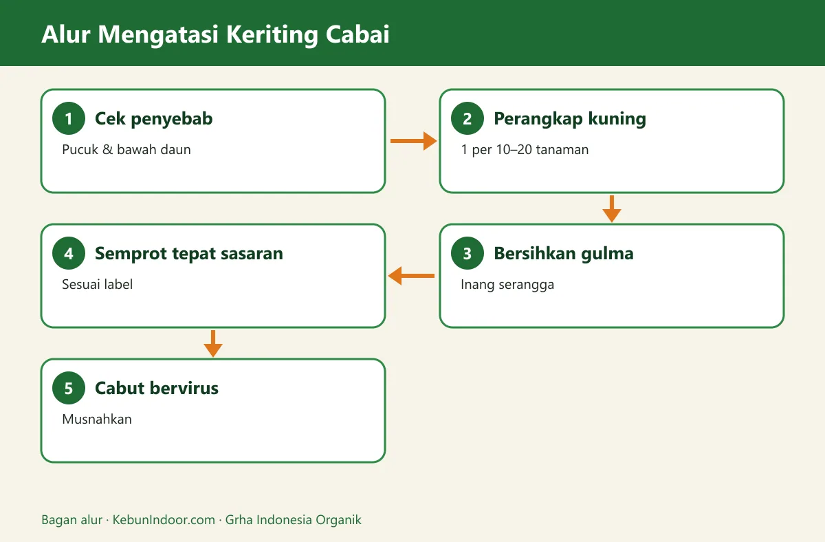 Bagan alur penyakit keriting cabai