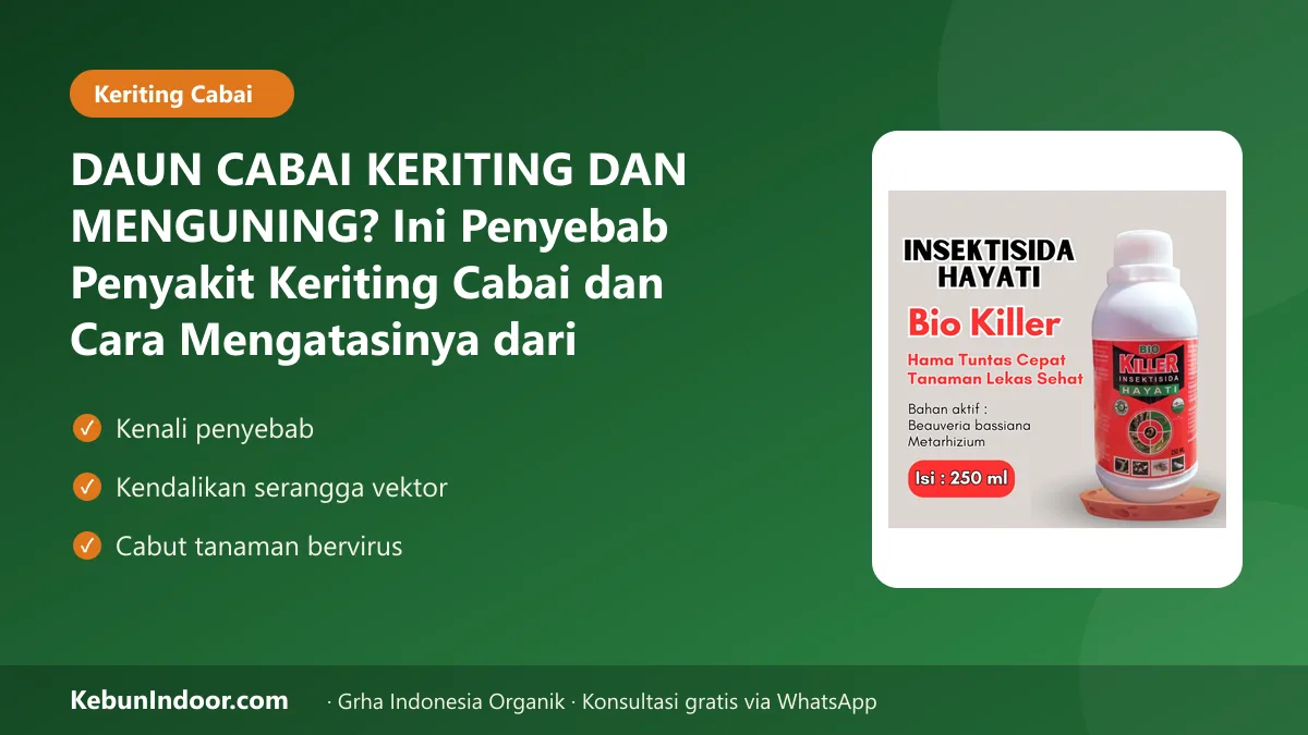 Penyakit keriting cabai