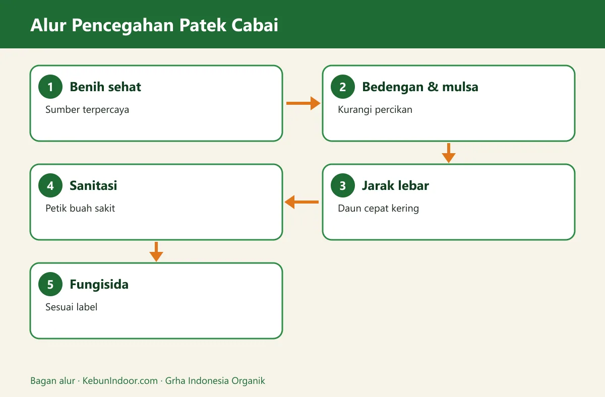 Bagan alur penyakit patek cabai
