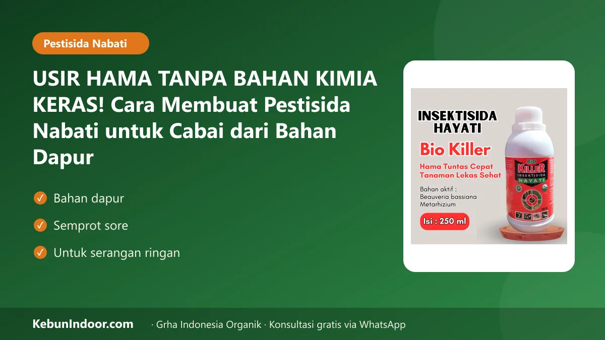 USIR HAMA TANPA BAHAN KIMIA KERAS! Cara Membuat Pestisida Nabati untuk Cabai dari Bahan Dapur