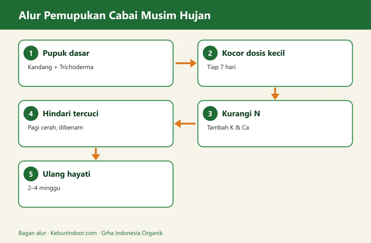 Bagan alur pupuk cabai musim hujan
