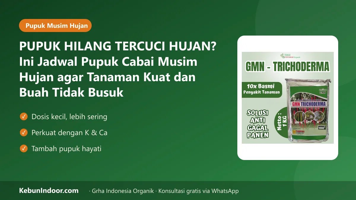 Pupuk cabai musim hujan