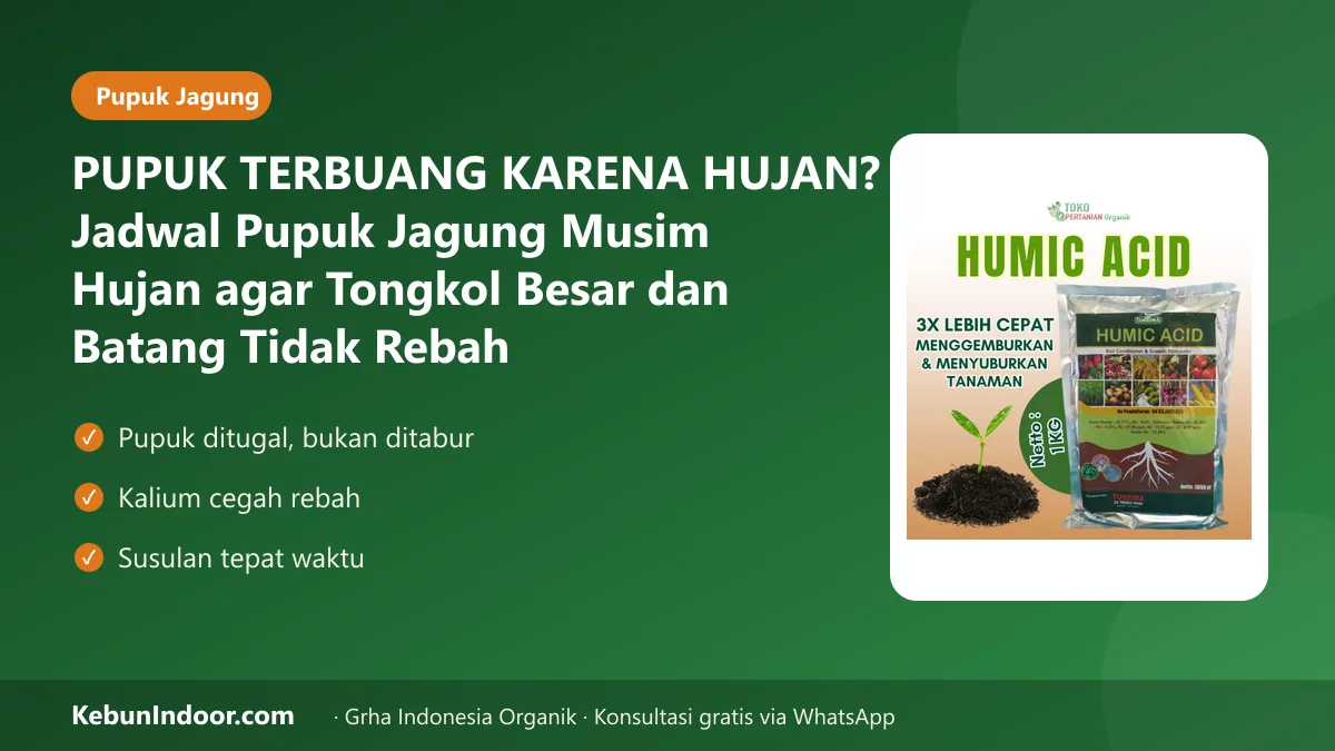 Pupuk jagung musim hujan