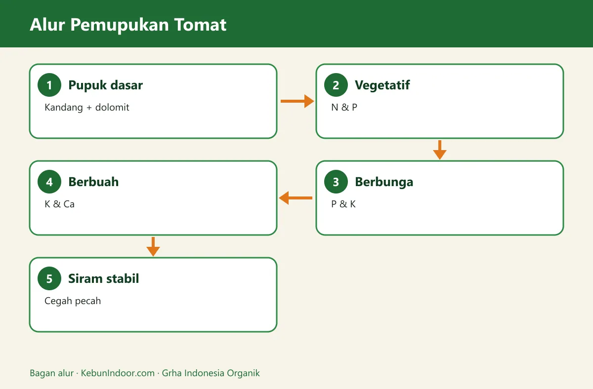 Bagan alur pupuk tomat agar berbuah lebat