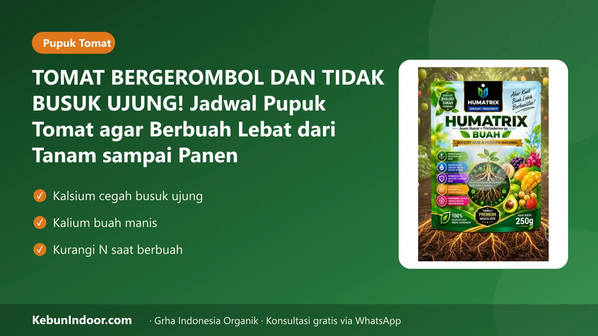 TOMAT BERGEROMBOL DAN TIDAK BUSUK UJUNG! Jadwal Pupuk Tomat agar Berbuah Lebat dari Tanam sampai Panen